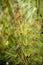 Horsetail restio, Elegia capensis, bamboo like flowering plant