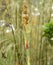 Horsetail restio, Elegia capensis, bamboo like flowering plant