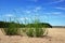 Horsetail on the sand dunes Close up