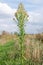 Horseweed (Conyza canadensis)