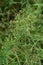Horseweed Erigeron canadensis
