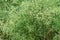 Horseweed Erigeron canadensis