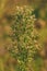 Horseweed plant (Erigeron canadensis) also known as coltstail, marestail, and butterweed