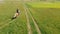 Horsewoman On A Palomino Horse Moving Across The Farm Field During The Daytime