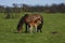 Horsey Mum & Baby,Dartmoor