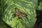 Horsfield\\\'s Baron Butterfly Resting on the Leaf of a Variegated Banana