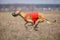 Hortaya borzaya dogs running. Coursing, passion and speed