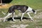 Hortaya Greyhound dog walking the ranch yard. Russian greyhound, breed of hunting dogs for unarmed hunting