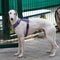 Hortaya Greyhound. Russian greyhounds - a group of breeds of hunting dogs, for unarmed hunting