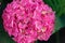 Hortense, a pink blooming hydrangea bush. House plants.