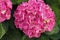Hortense, a pink blooming hydrangea bush. House plants.