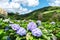 Hortensia flower field in Chiangmai, Royal Project Khun Pae Northern Thailand