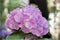 Hortensia flowerhead close up