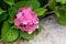 Hortensia flowers blooming. Pink spring background of nature. Landscaping and decoration