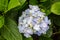 Hortensia grows on the island of Sao Miguel everywhere