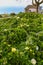 Hortensia grows on the island of Sao Miguel everywhere