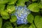 Hortensia grows on the island of Sao Miguel everywhere