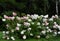 Hortensia hedge bush pink and white blossom - Hydrangea hedge