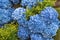 Hortensia hydrangea, blue flowering blooms