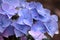 Hortensia hydrangea flower