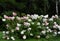 Hortensia, Hydrangea, hedge bush pink and white blossom - Hydrangea hedge