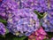 Hortensia, Hydrangea macrophylla. Flowers for gardens, parks, landscape design