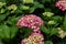 Hortensia plant with pink flowers