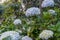 Hortensias in a garden near Cajamarca, Pe