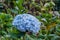 Hortensias in a garden near Cajamarca, Pe