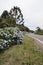 Hortensias Gramado - Brazil