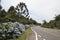 Hortensias in the Road to Gramado