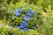 Hortensie flower in blue with green background