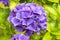 Hortensie flower in lila, violet with green background