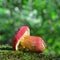 Hortiboletus rubellus mushroom