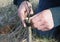 Horticulture and fruit tree bark and cleft grafting. A gardener is grafting an apple tree by attaching two scions to the rootstock