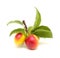 Horticulture of Gran Canaria -  small red wild plums Prunus domestica isolated