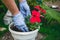 Horticulture and landscaping. Planting flower seedlings in the ground