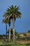 Horticulture and palm trees near Haria, Lanzarote