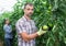 Horticulturist checking unripe fruits of tomatoes in greenhouse