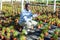 Horticulturist maintaining garden in hothouse