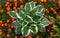 Host flower with white-green leaves grows in a flower bed in a country garden framed by red-orange marigold flowers. Sunlight