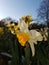 A Host of Golden Daffodils