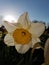 A Host of Golden Daffodils