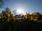 A Host of Golden Daffodils