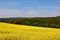 A Host of golden oil seed rape.