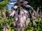 Hosta \\\'Abba dabba do\\\' with green, lance-shaped leaves with light gold margins flowering with lavender flowers