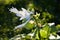 Hosta Big daddy plant with flowers growing in the garden