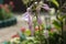 Hosta blooms beautifully in the garden in summer