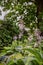 Hosta blooms close-up, a group of flowering plants in the garden