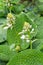 Hosta blossom.